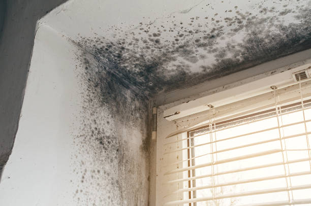 Affordable Mold Remediation solutions in North Brunswick, NJ